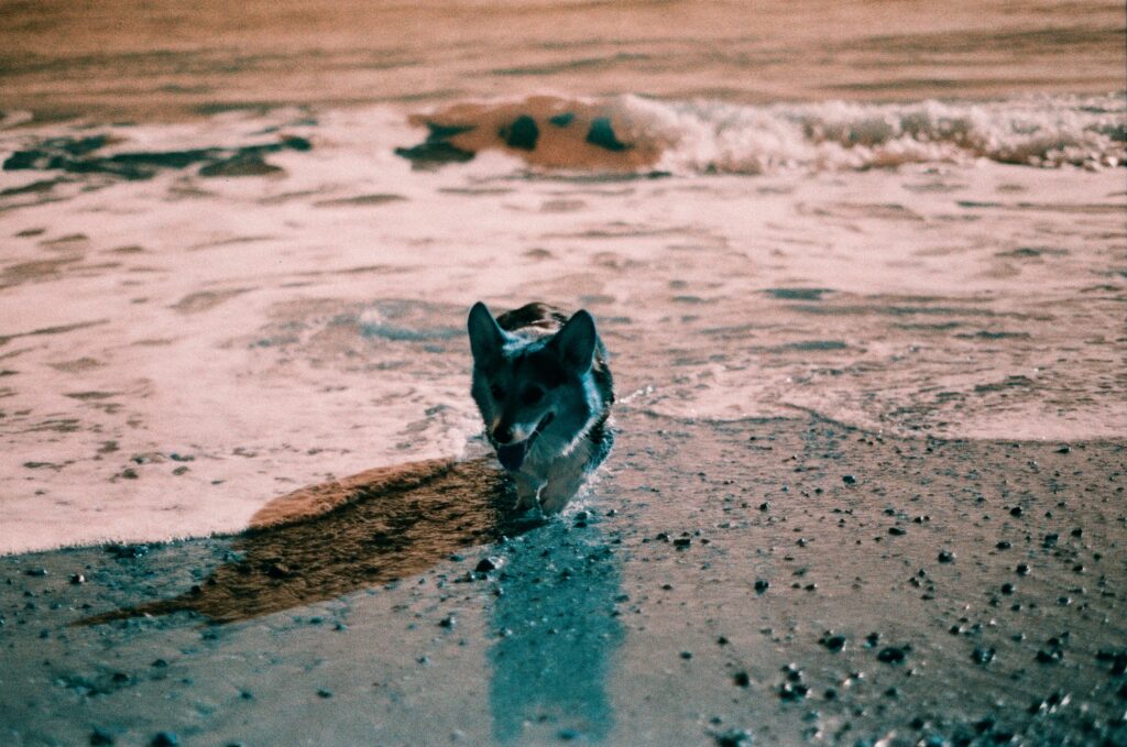 wet dog running on beach
